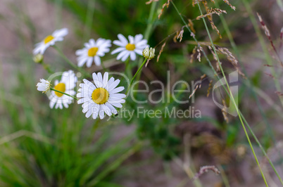 Daisies field flowers