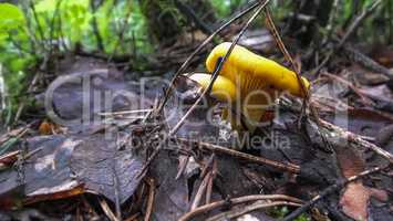 Chanterelle forest mushrooms