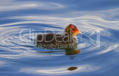 Eurasian or common coot, fulicula atra, duckling