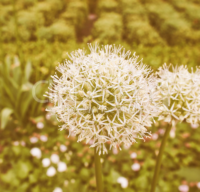 Retro looking Ivory Queen flower