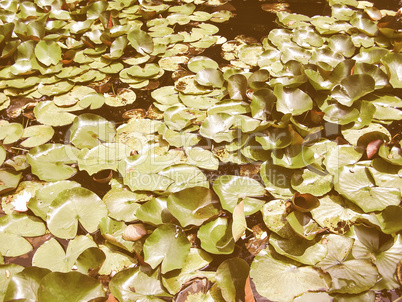 Retro looking Water lily Nimphaea