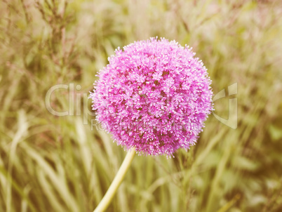 Retro looking Purple Allium flower