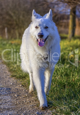 Swiss white shepherd