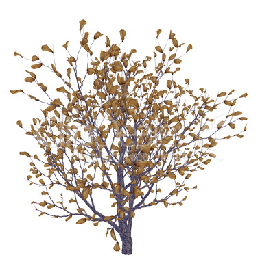 African boxwood tree, myrsine africana - 3D render