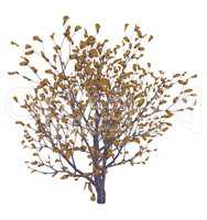 African boxwood tree, myrsine africana - 3D render