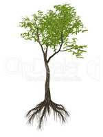 Arrow poison tree, acokanthera venenata - 3D render