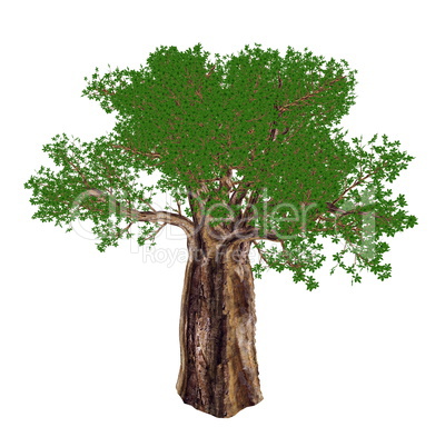 Baobab tree, adansonia digitata - 3D render