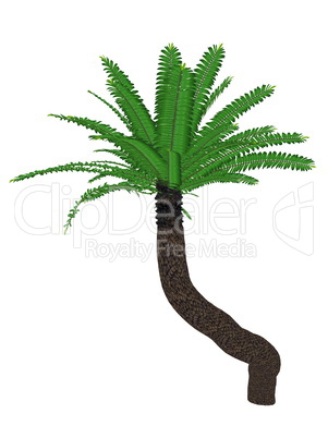 Breadtree, broodboom, eastern cape giant, bushman's river cycad or uJobane, encephalartos altensteinii, tree - 3D render