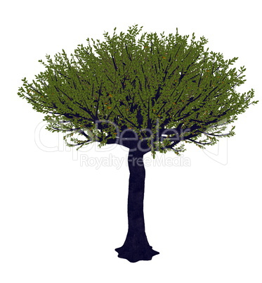 Forest sandpaper fig or tree, ficus exasperata - 3D render