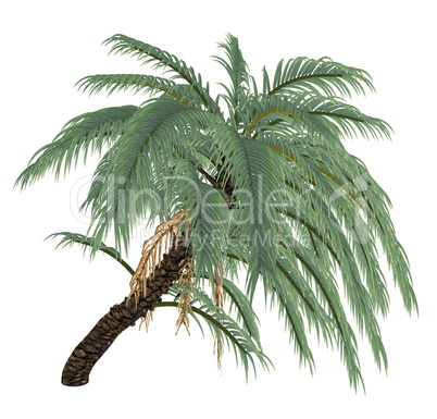 Wild or Senegal date palm tree, phoenix reclinata - 3D render