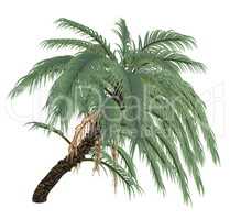 Wild or Senegal date palm tree, phoenix reclinata - 3D render