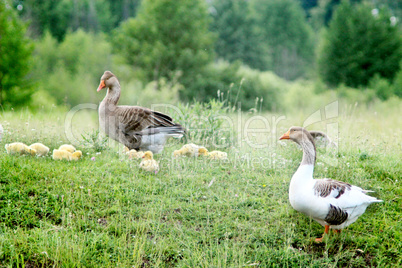 young goslings with parents on the grass