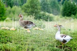 young goslings with parents on the grass