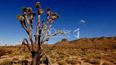 Cactus and joshua trees in Arizona .