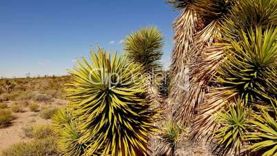 Joshua Trees and cactus in America´s Red Rock National Park. .
