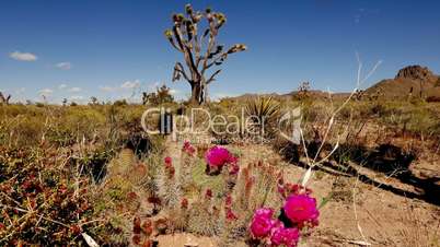 Beautiful vegetation in Arizona desert .