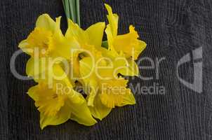 Yellow jonquil flowers