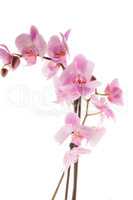 Beautiful pink orchid