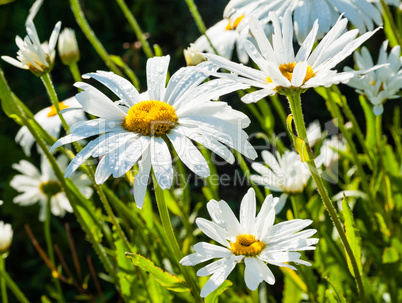 Detail of large daisy flowers with water droplets