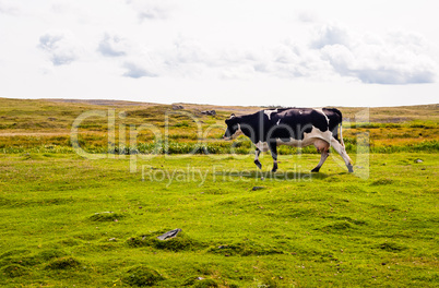 Cow walking left on grass under cloudy sky