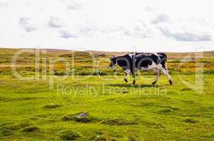 Cow walking left on grass under cloudy sky