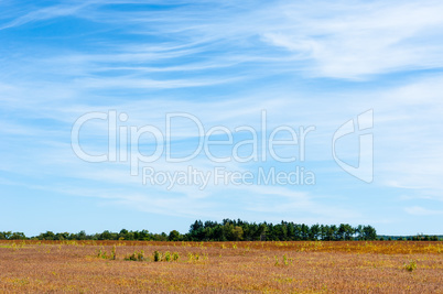 Large empty field ending at tree line under cirrus clouds
