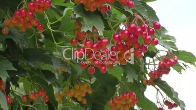 Berry viburnum