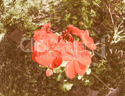 Retro looking Red geranium flower