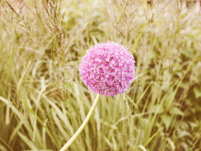 Retro looking Purple Allium flower