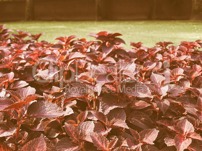 Retro looking Coleus Nettle plant