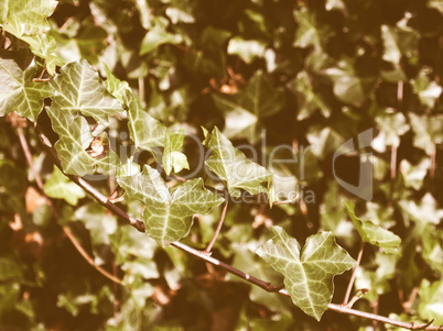 Retro looking Ivy picture