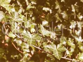 Retro looking Ivy picture