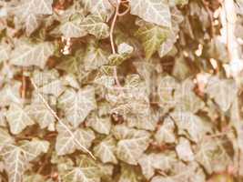 Retro looking Ivy leaves