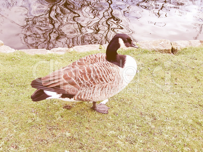Retro looking Duck picture