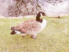 Retro looking Duck picture