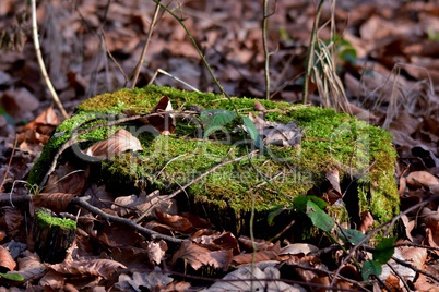 Moosbedeckter Baumstumpf