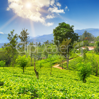 A tea plantation on the picturesque hills