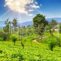 A tea plantation on the picturesque hills