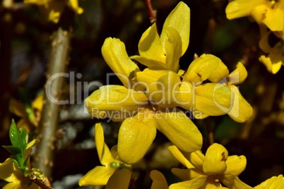 Forsythienblüte