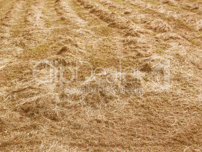 Retro looking Hay in a field