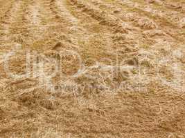 Retro looking Hay in a field