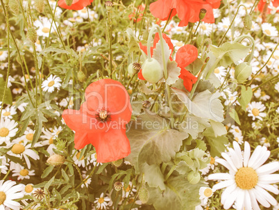 Retro looking Papaver flower