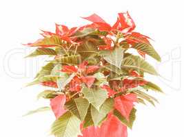 Retro looking Poinsettia Christmas Star