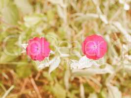 Retro looking Violet flower