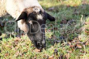 fressendes Schaf auf der Weide