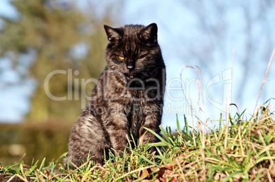 Katze in Lauerstellung