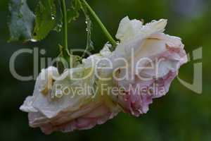 Rose Herberstein mit Wassertropfen