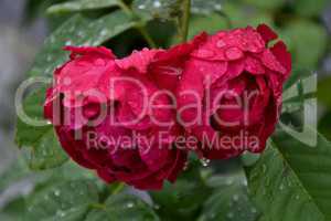 Rose Eden mit Wassertropfen