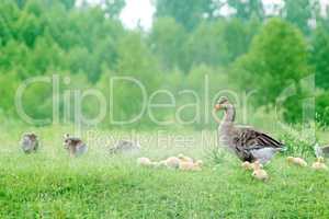young goslings with adult goose on the grass