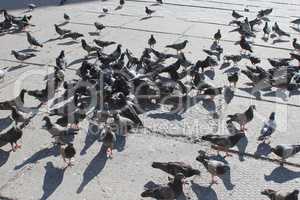 pigeons feed on the city road